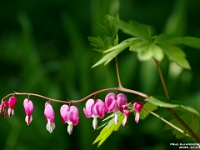 48365CrLe - Bleeding Heart   Each New Day A Miracle  [  Understanding the Bible   |   Poetry   |   Story  ]- by Pete Rhebergen